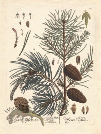 Blackwell Pine Cone 02